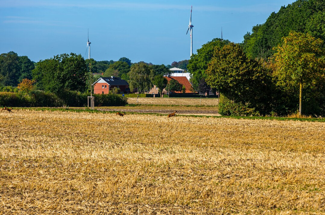 traditional danish harvest