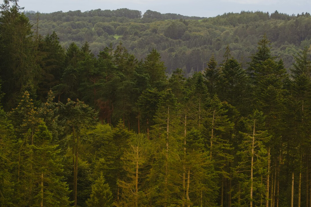 Autumn forest landscape in Jutland, Denmark